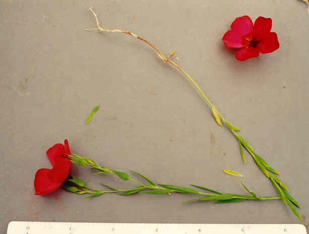 Scarlet flax